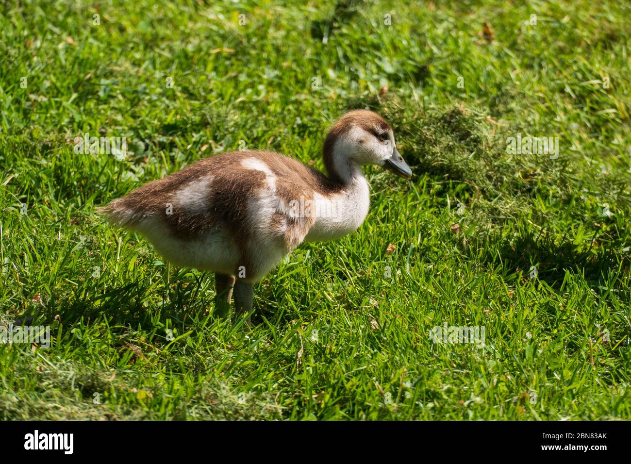 Junge Nilgans Küken auf einer Wiese Stockfoto