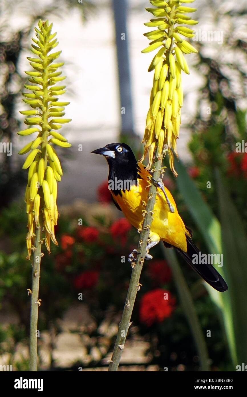 Gelber (goldener) Oriol trinkt Nektar aus den Blüten der Aloe Vera, Insel Bonaire, Karibik Stockfoto