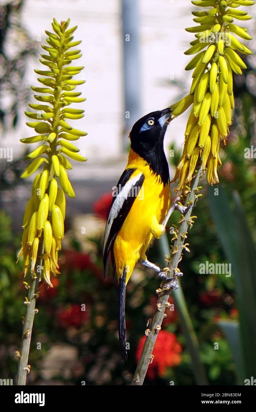 Gelber (goldener) Oriol trinkt Nektar aus den Blüten der Aloe Vera, Insel Bonaire, Karibik Stockfoto
