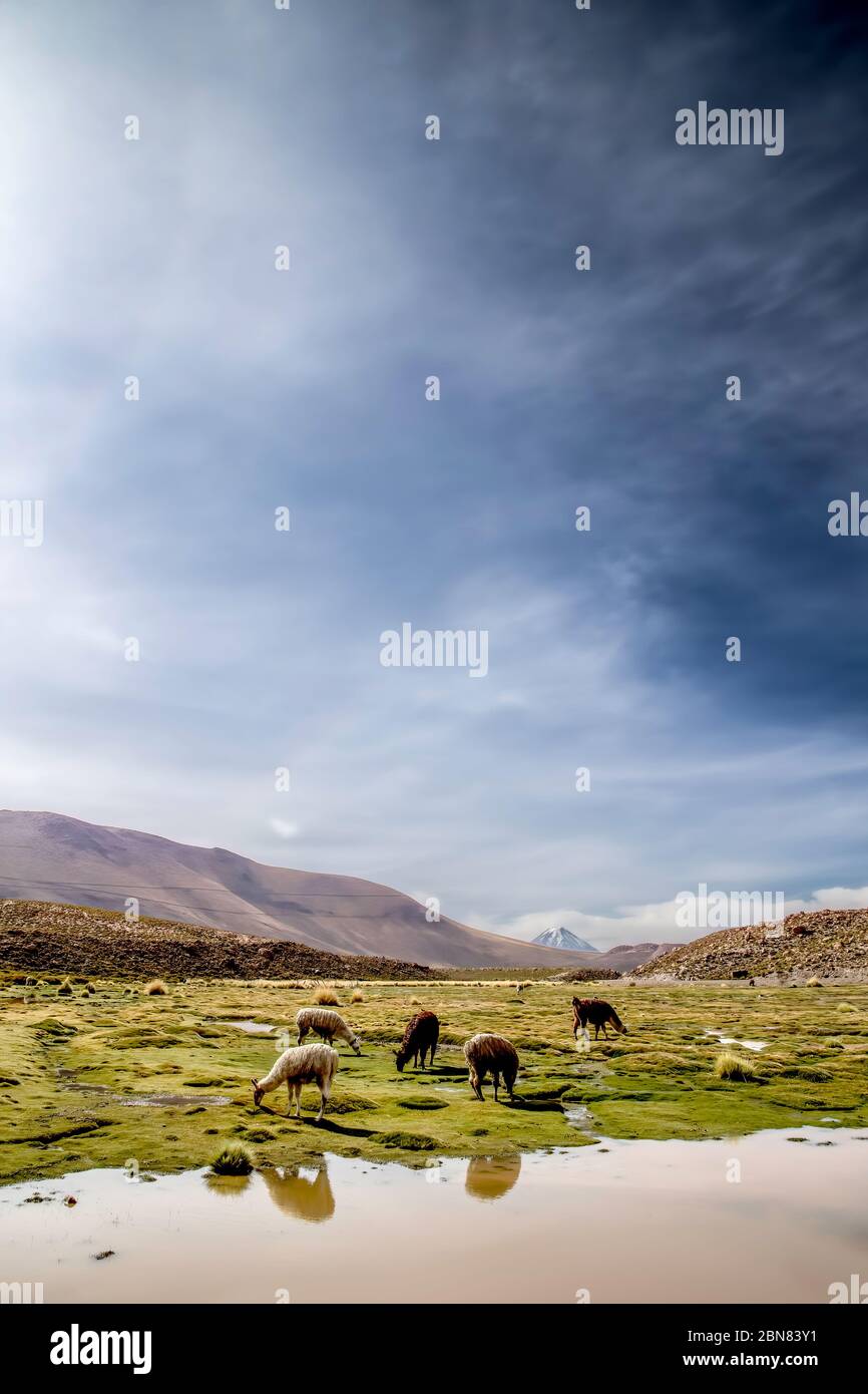 Kleine Herde von Llama grast im Atacama, mit dem Sairecabur Vulkan im Hintergrund Stockfoto