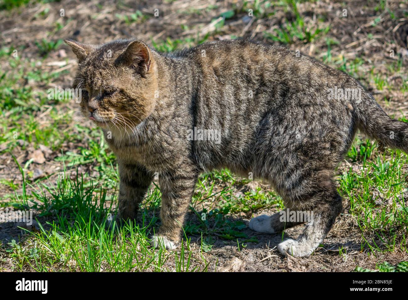 Kranke und verletzte streunende Katze auf dem Gras im Park Stockfoto