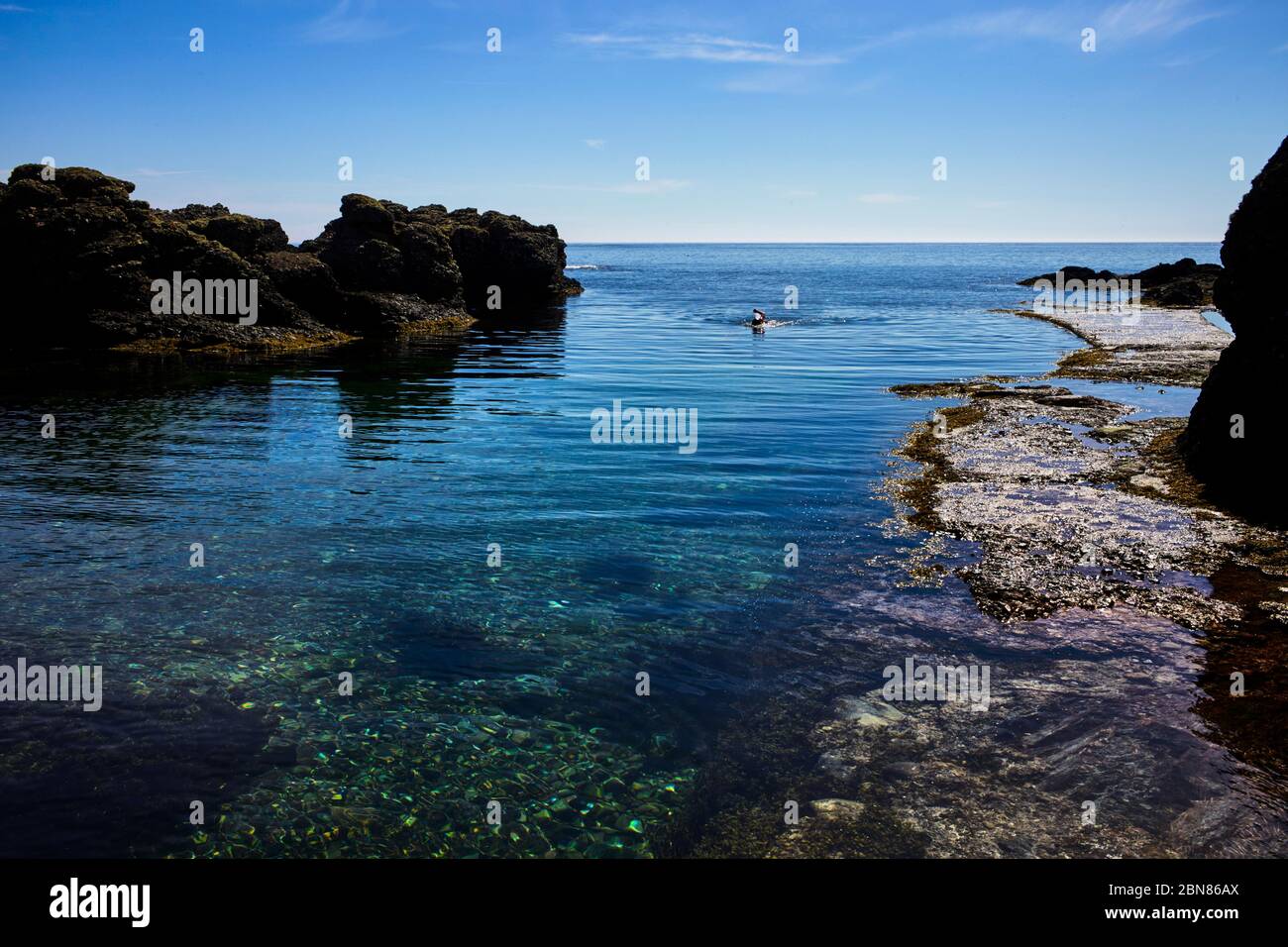 Einiger Wildschwimmer im klaren Wasser der Irischen See im Dreswick Harbour, Langness, Isle of man Stockfoto