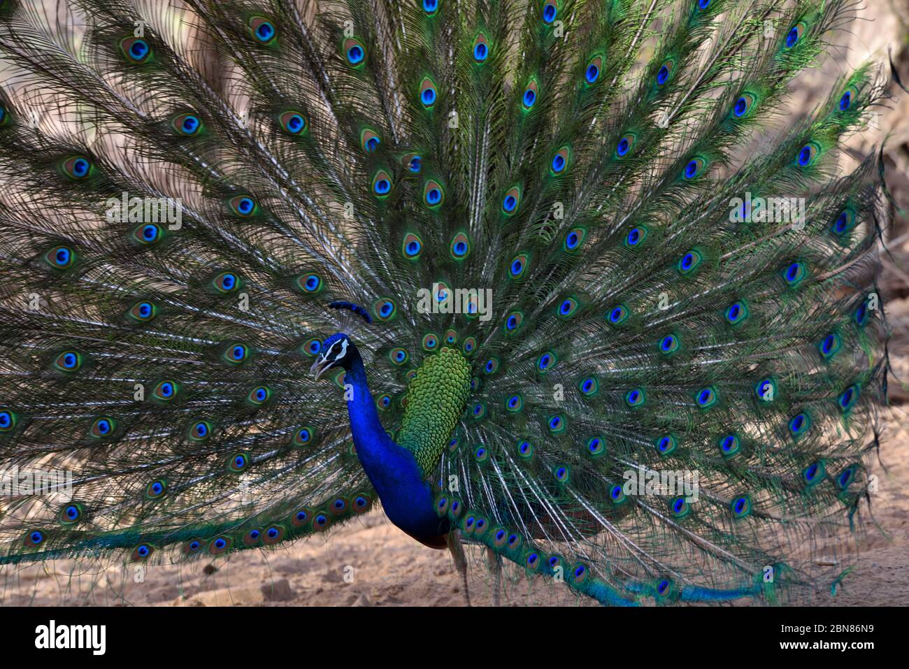 Wilder, schöner asiatischer pfau aus indien, farbenfrohe Federn, die ein ausgespanntes Stockfoto zeigen Stockfoto