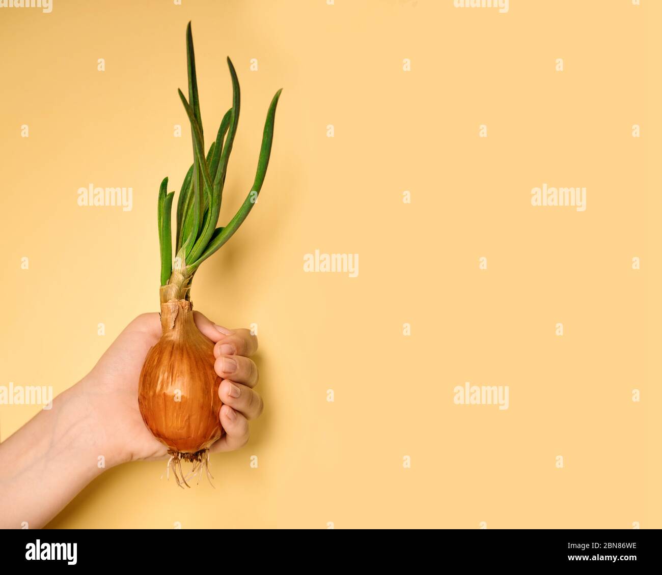 Wachsende grüne Zwiebel hält die Hand eines Mannes. Grüne Zwiebelsprossen. Gesundes und natürliches Gemüse zu Hause ohne GVO Stockfoto