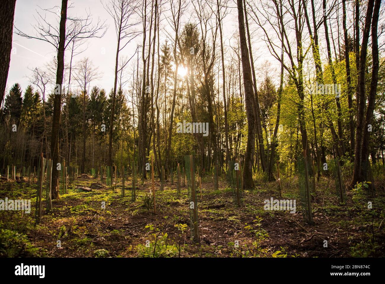 Neu gepflanzte Bäume in einer Reihe im Wald Stockfoto