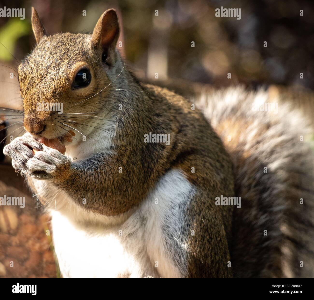 Graues Eichhörnchen Essen aus nächster Nähe Stockfoto