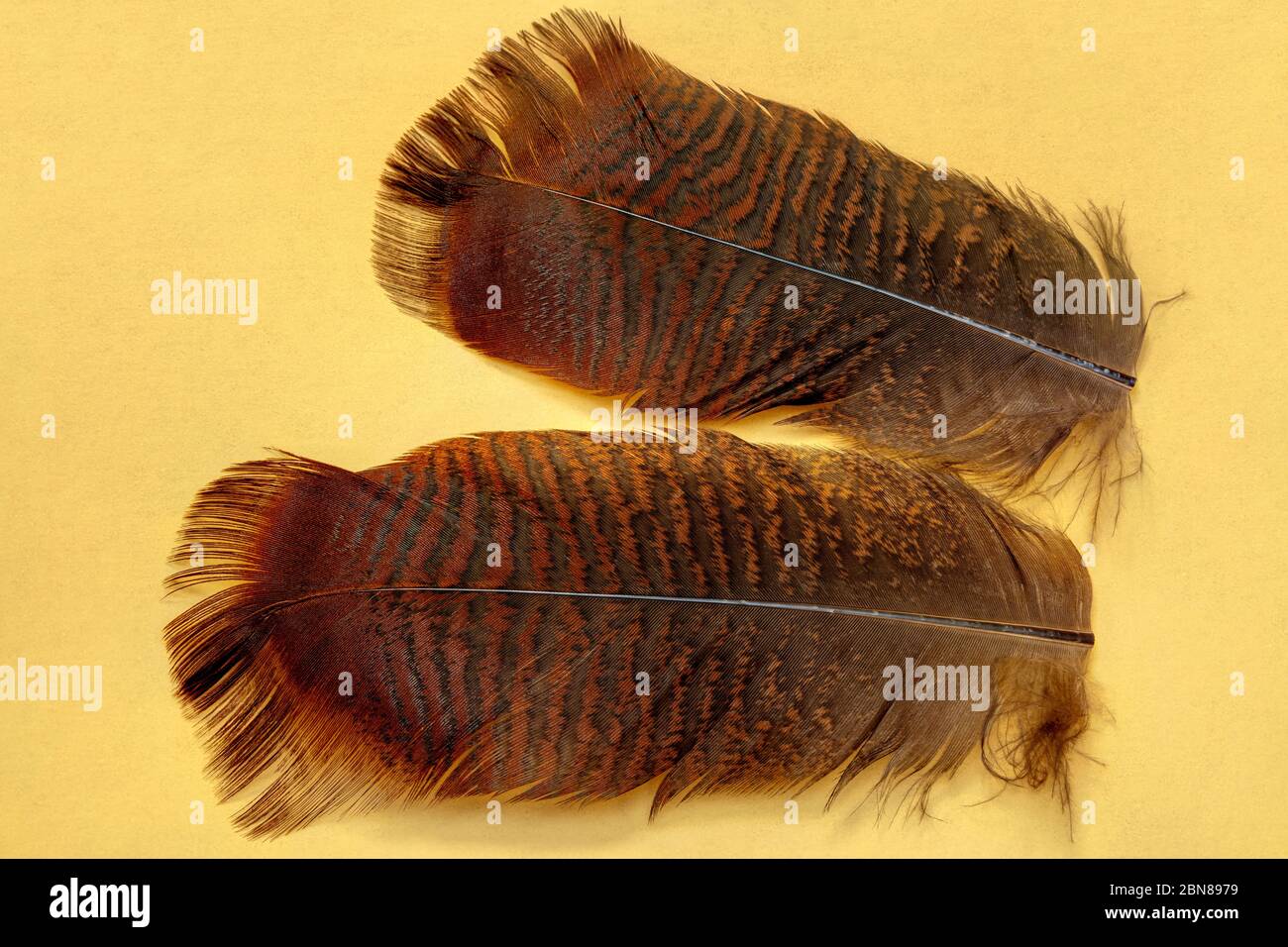 Putenfedern, von James D Coppinger/Dembinsky Photo Assoc Stockfoto