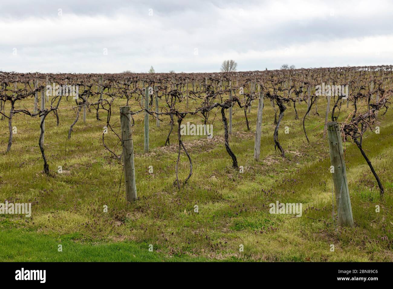 Weingut, Southwestern Michigan, USA, Frühfrühling, von James D Coppinger/Dembinsky Photo Assoc Stockfoto