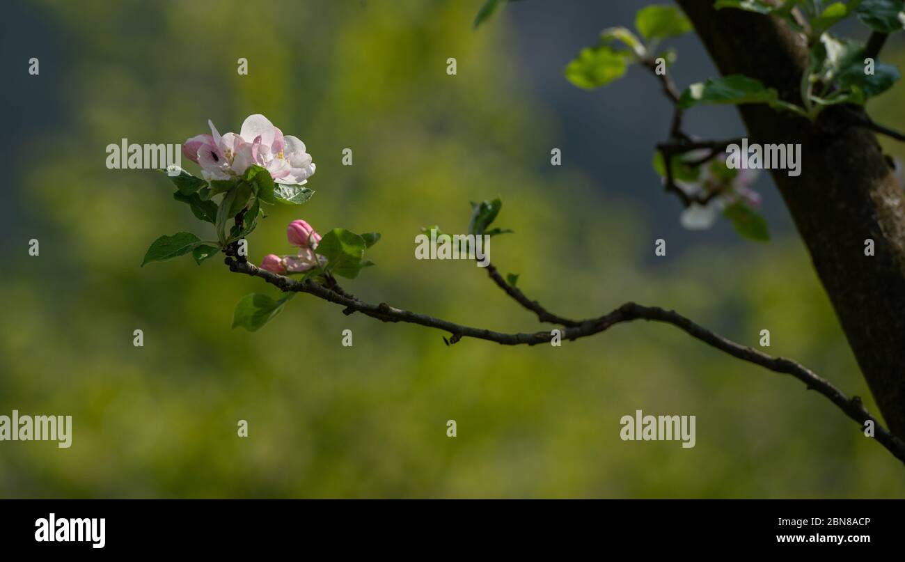 Pfirsichbaum mit Blumen im Frühjahr Stockfoto