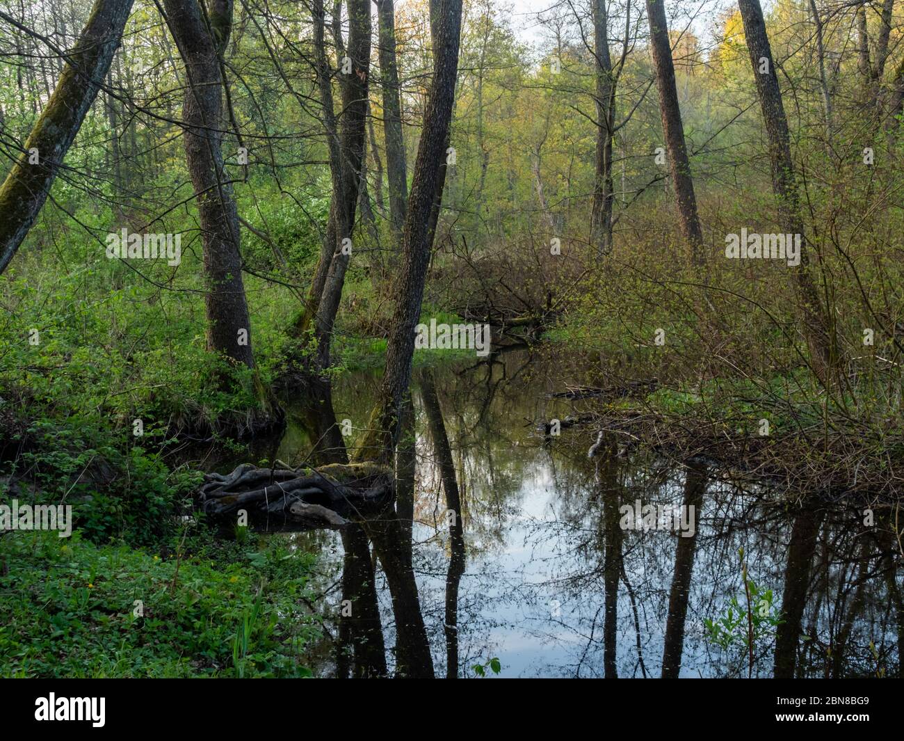 Schwarze Hancza fließen durch den wilden Wald. Suwalski Landschaftspark, Podlaskie, Polen Stockfoto