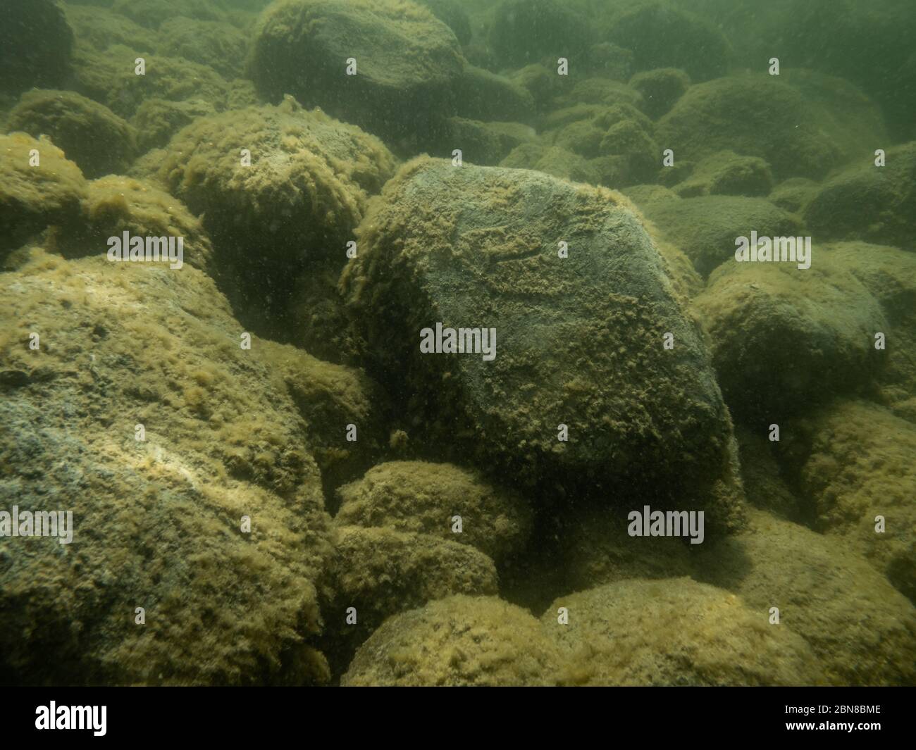 Unterwasserfoto von Steinen mit Moos bedeckt. Hancza Lake. Stockfoto