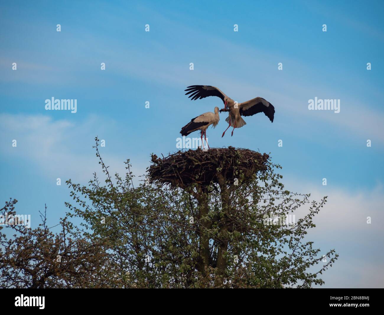 Zwei Störche im Nest auf dem Baum. Suwalski Landschaftspark, Podlaskie, Polen Stockfoto