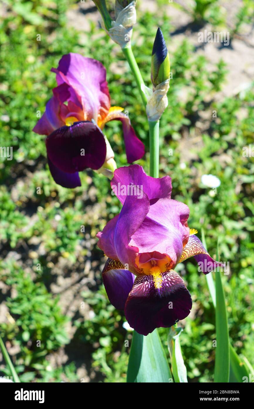Royal großen lila Samt Iris Blumen wachsen entlang der Straße