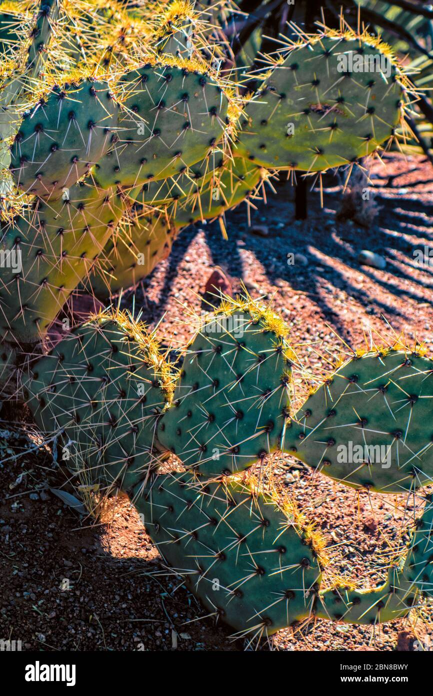 Engelmanns Kaktuspflück, Opuntia engelmannii, im Red Hills Desert Garden, St. George, Utah, USA Stockfoto