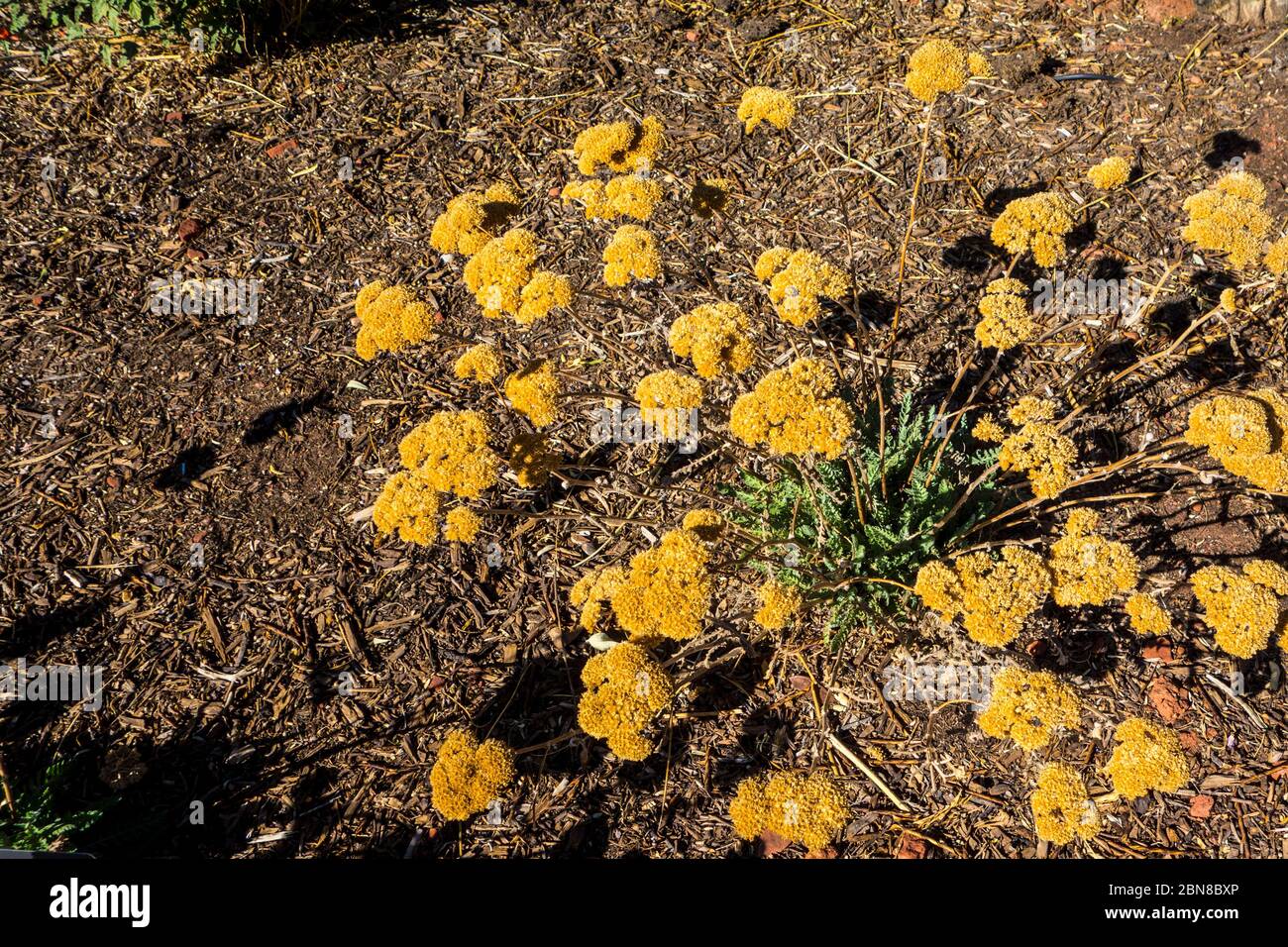 Moonshine Yarrow, Achillea x 'Moonshine', im Red Hills Desert Garden, St. George, Utah Stockfoto