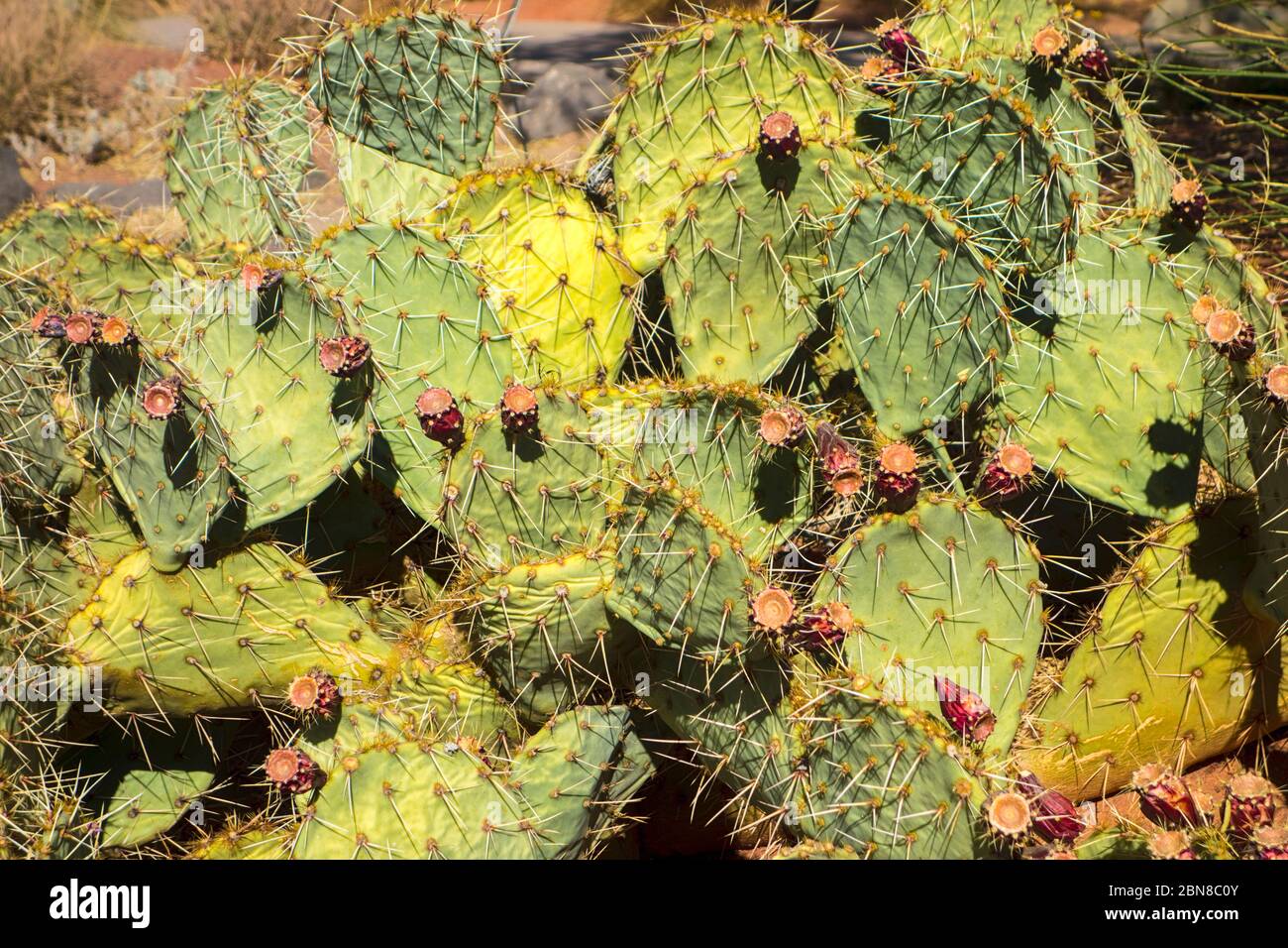 Engelmanns Kaktusblüte, Opuntia engelmannii, blühend im Red Hills Desert Garden, St. George, Utah, USA Stockfoto