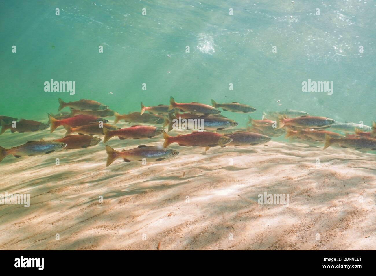Schule von Kokanee Lachs mit Laichfarben. Stockfoto