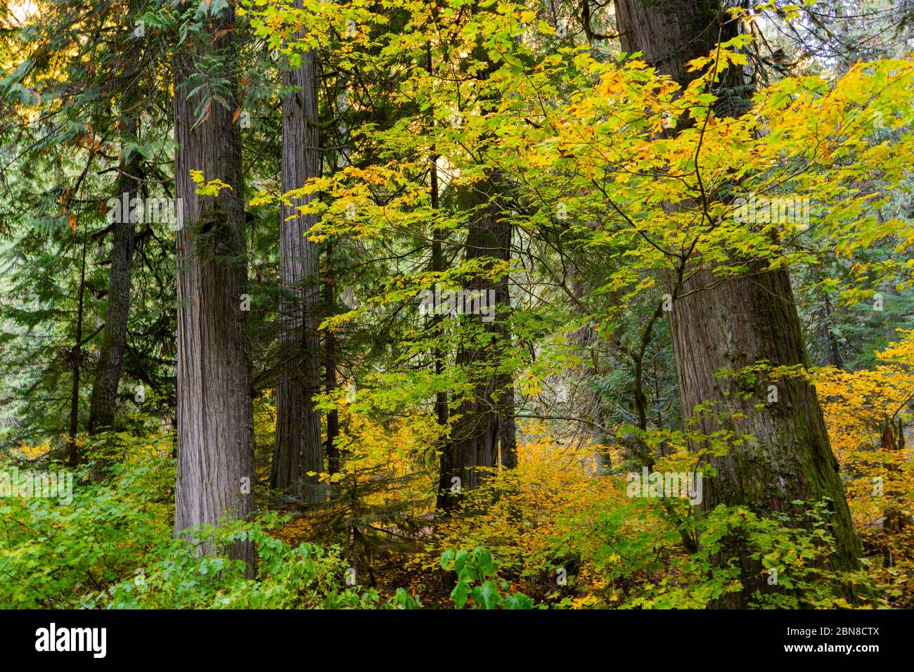 Old-Growth Forest im Souther British Columbia in der Nähe von Manning Park. Stockfoto