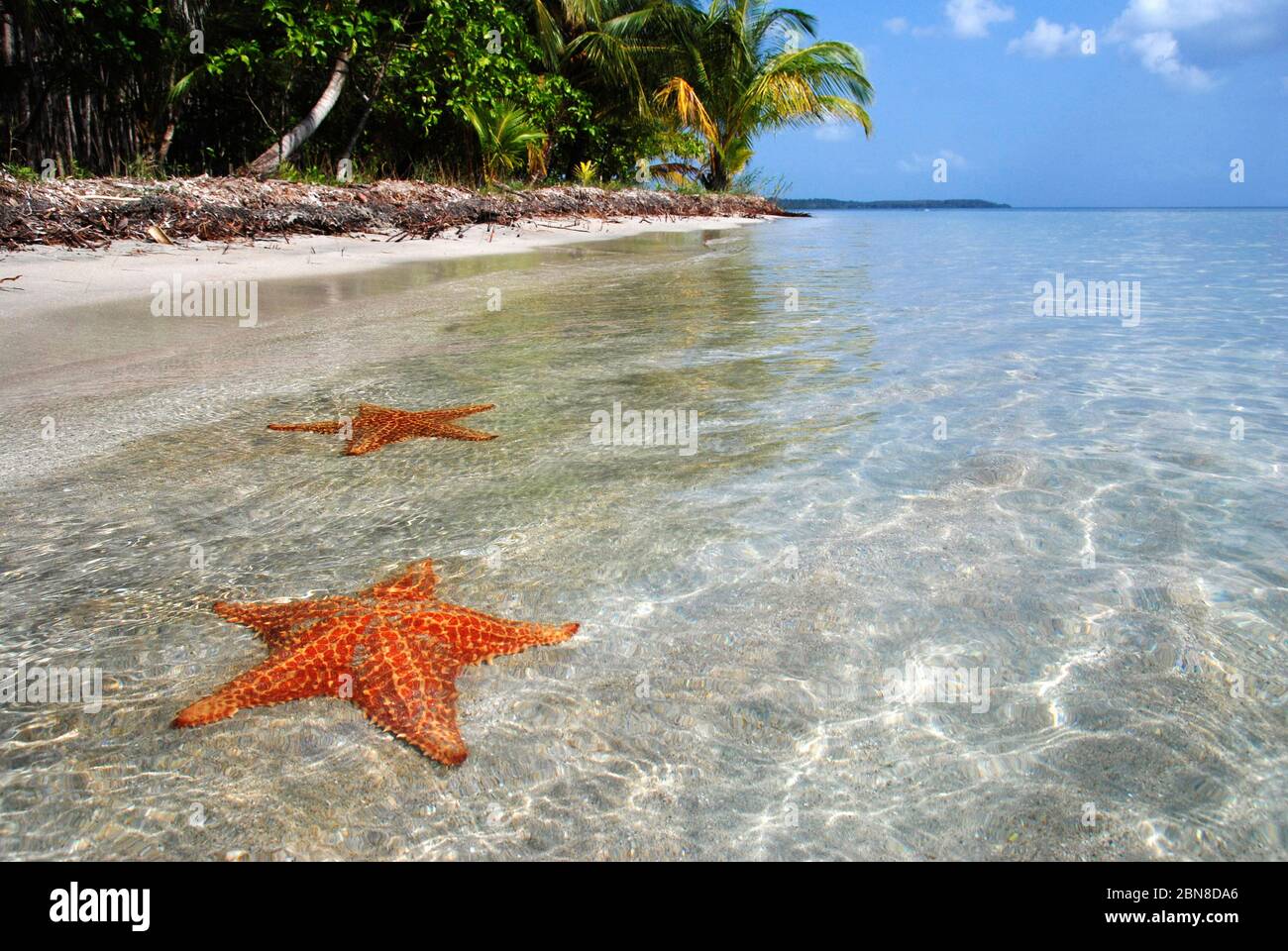 Star Beach, Colon Island. Bocas del Toro.Panama. Stockfoto