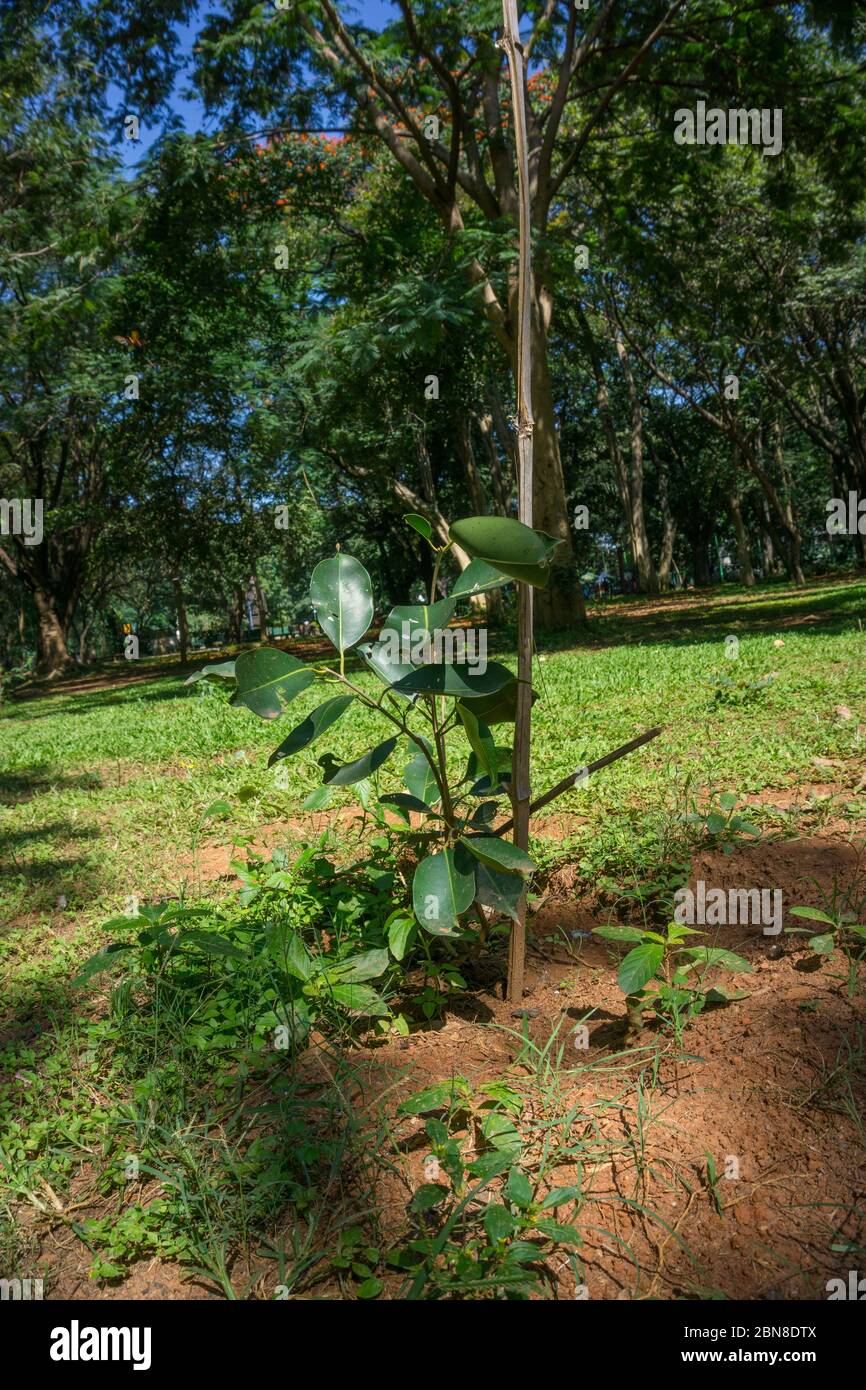 Ein Kautschukwerk Baumkasterei Grwoing im Cubbon Park in Bangalore (Indien) Stockfoto