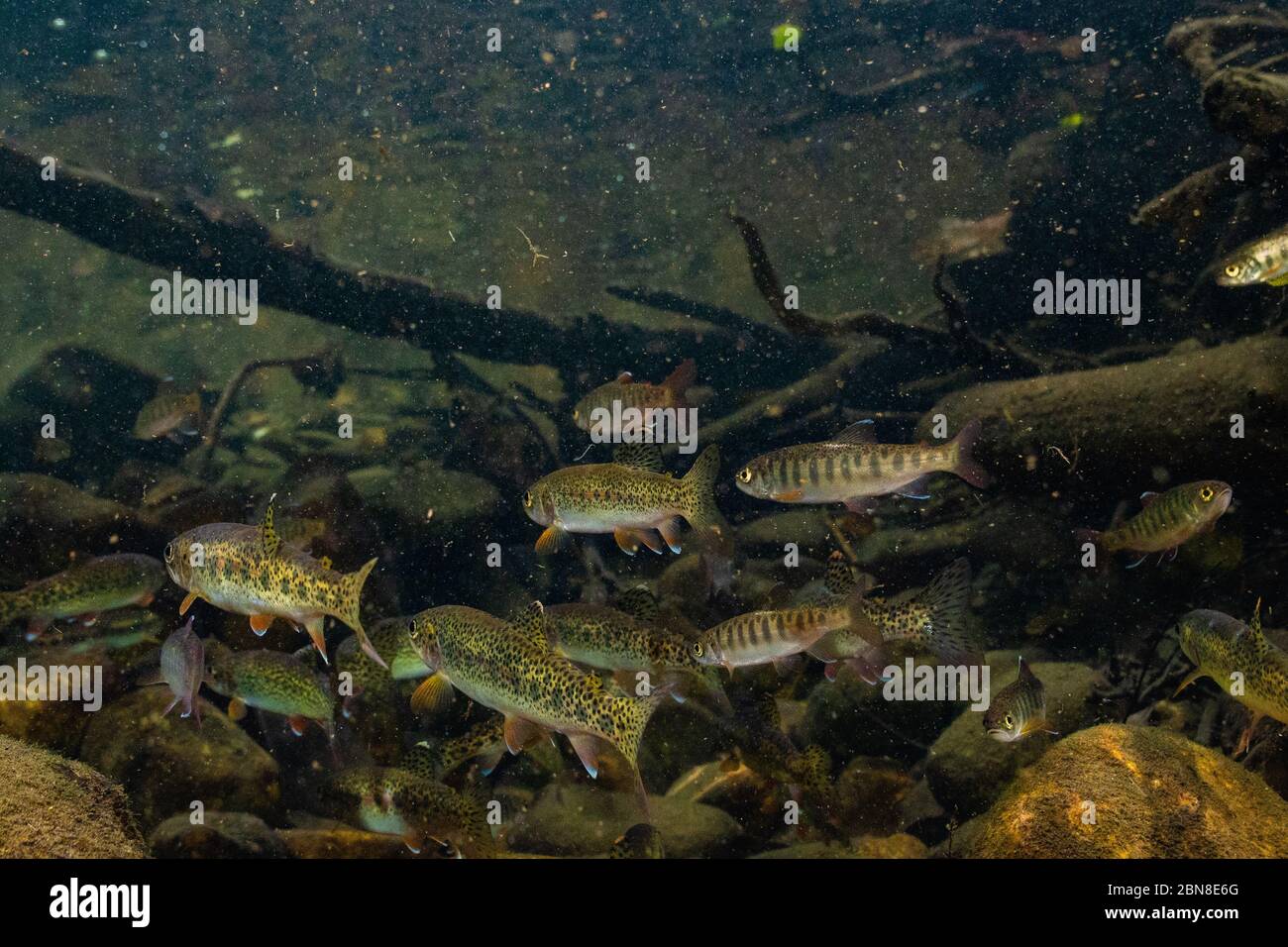Unterwasserbild einer Salmonidenschule in einem kleinen städtischen Bach in North Vancouver, British Columbia. Stockfoto