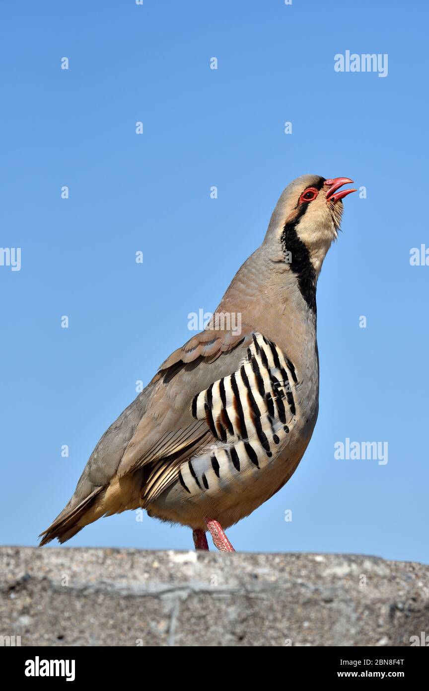 Wildes Rotbeinhuhn Stockfoto