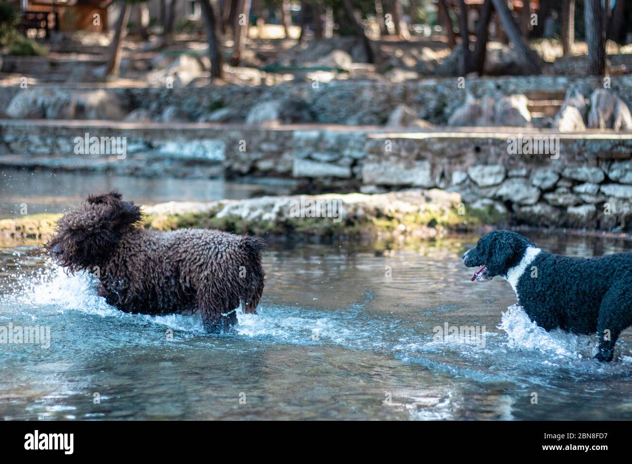 Zwei Hunde jagen einander im flachen Wasser, spielen Jagd an einem warmen Sommertag Stockfoto