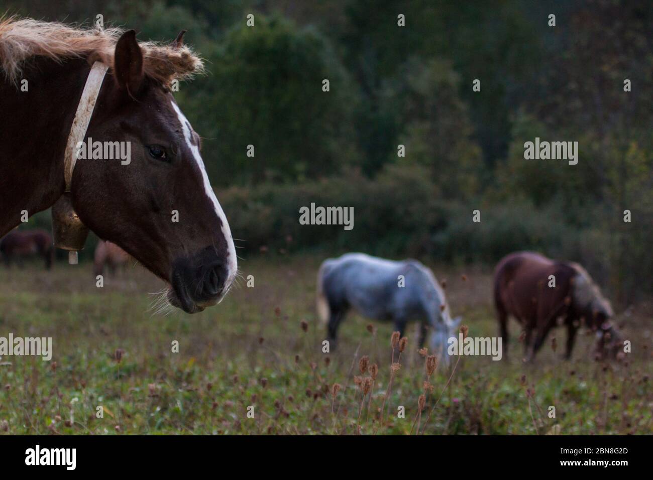 Die Nahaufnahme eines Pferdes wird durch einen sanften Blitz beleuchtet. Stockfoto