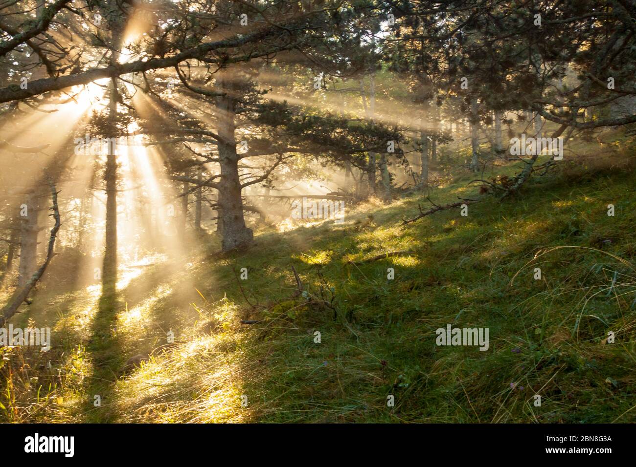Die Sonne, die den ganzen Wald erhellt, ist gleich dahinter, wo ein Ast und ein Baum kreuzen. Stockfoto