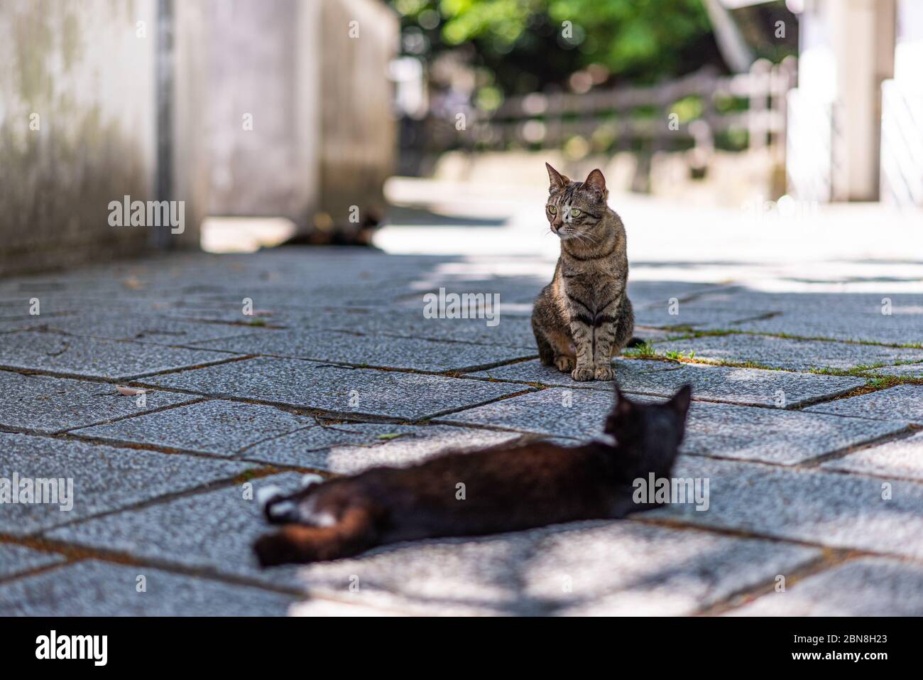 Zwei Katzen auf der Straße Stockfoto