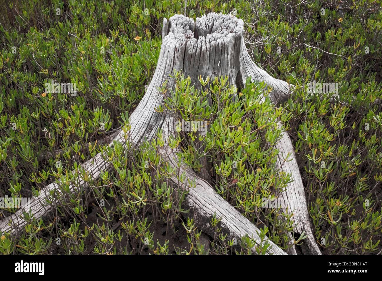 Salzsumpf Baum landschaftlich reizvolle Landschaft. Trockener Baumstamm und Wurzeln in Florida Salt Sumpf Lebensraum. Citrus County. Nord-Zentral-Florida. Stockfoto