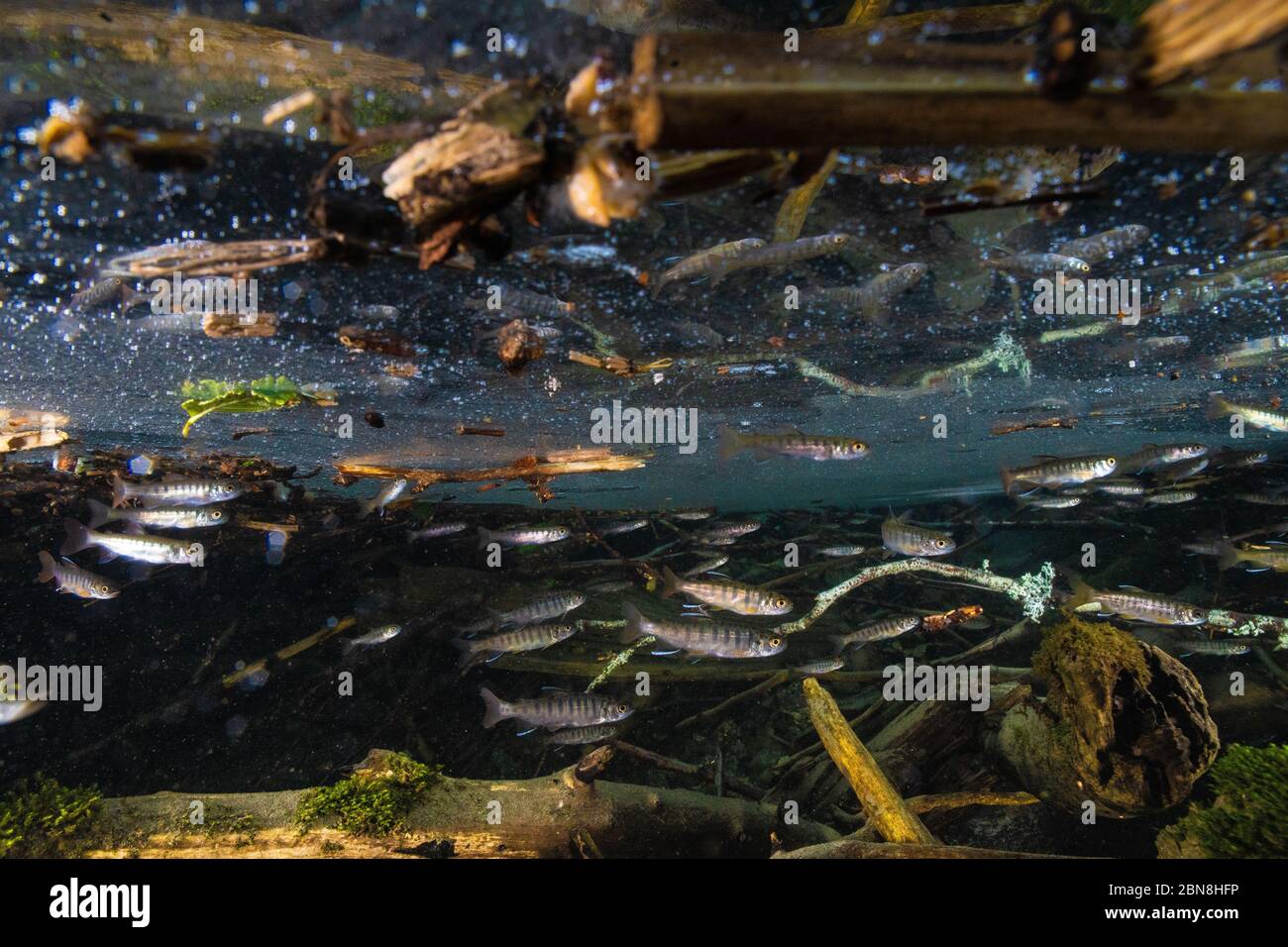 Schule des Jugendlichen Coho Lachs im Squamish Valley Fluss. Stockfoto