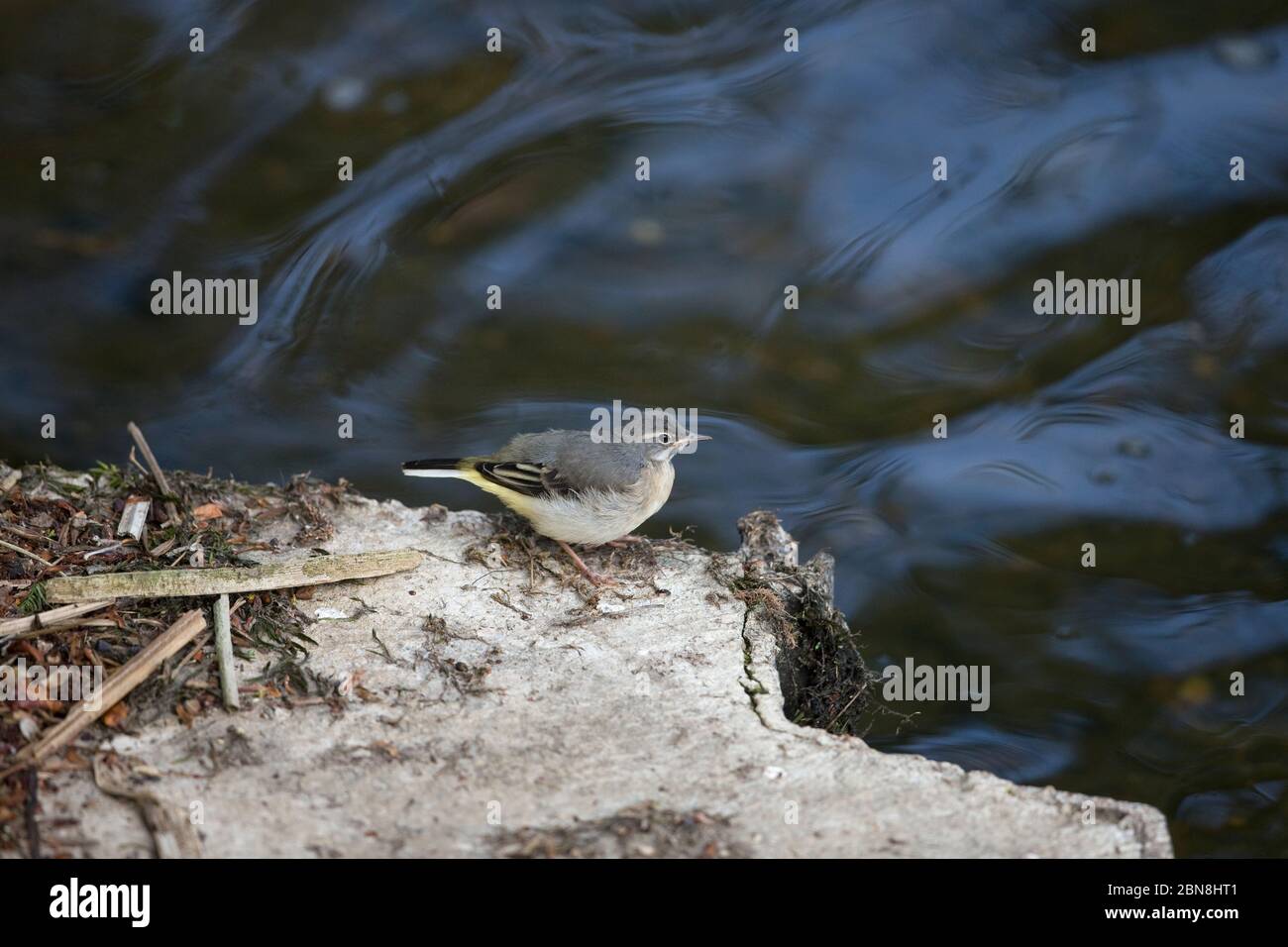 Gebirgsstelze (Motacilla Cinera) Stockfoto