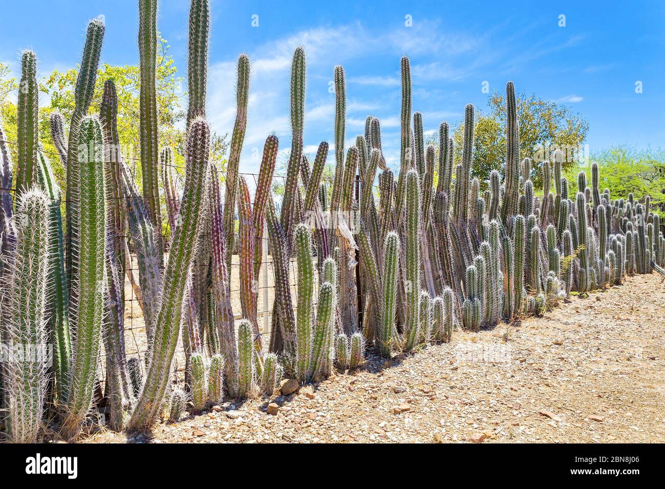 Kakteen als Hecke oder Zaun um den Garten in Bonaire gepflanzt Stockfoto