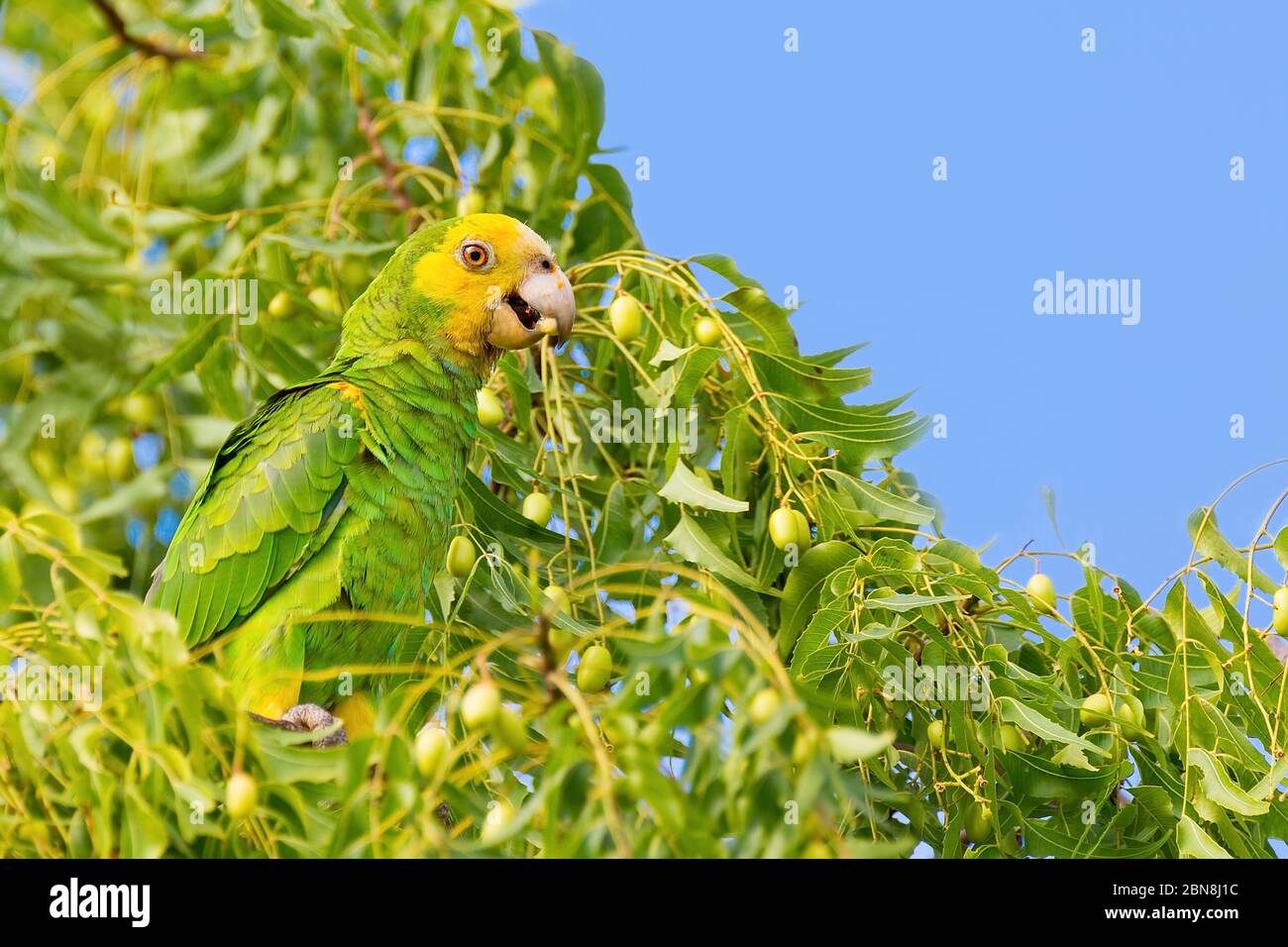 Grüner gelber amazonaspapagei, der in Baumwipfel auf Bonaire Früchte isst Stockfoto