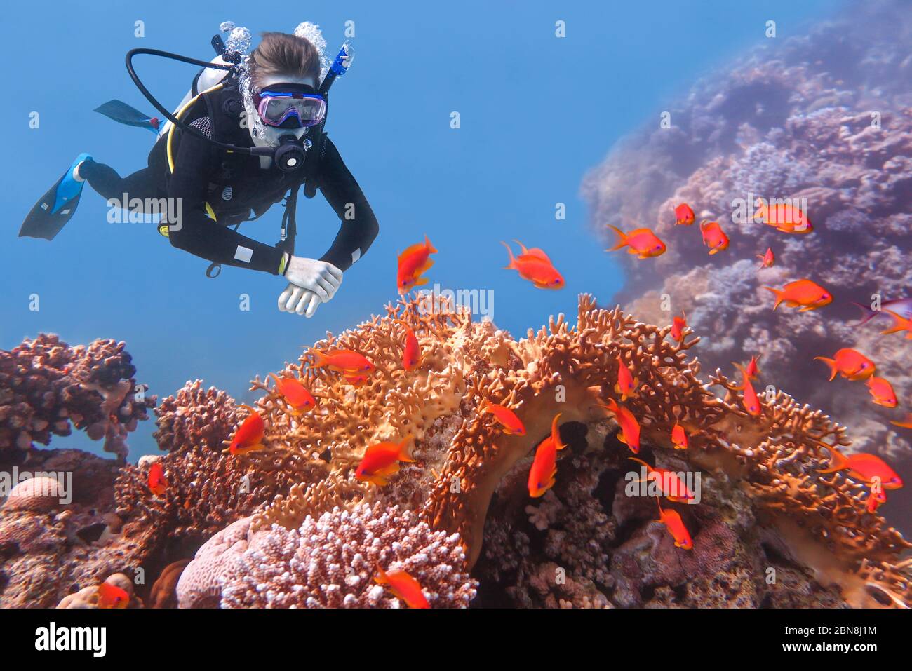 Kaukasischer männlicher Taucher, der sich Orangenfische und Korallen im blauen Meer anschaut Stockfoto