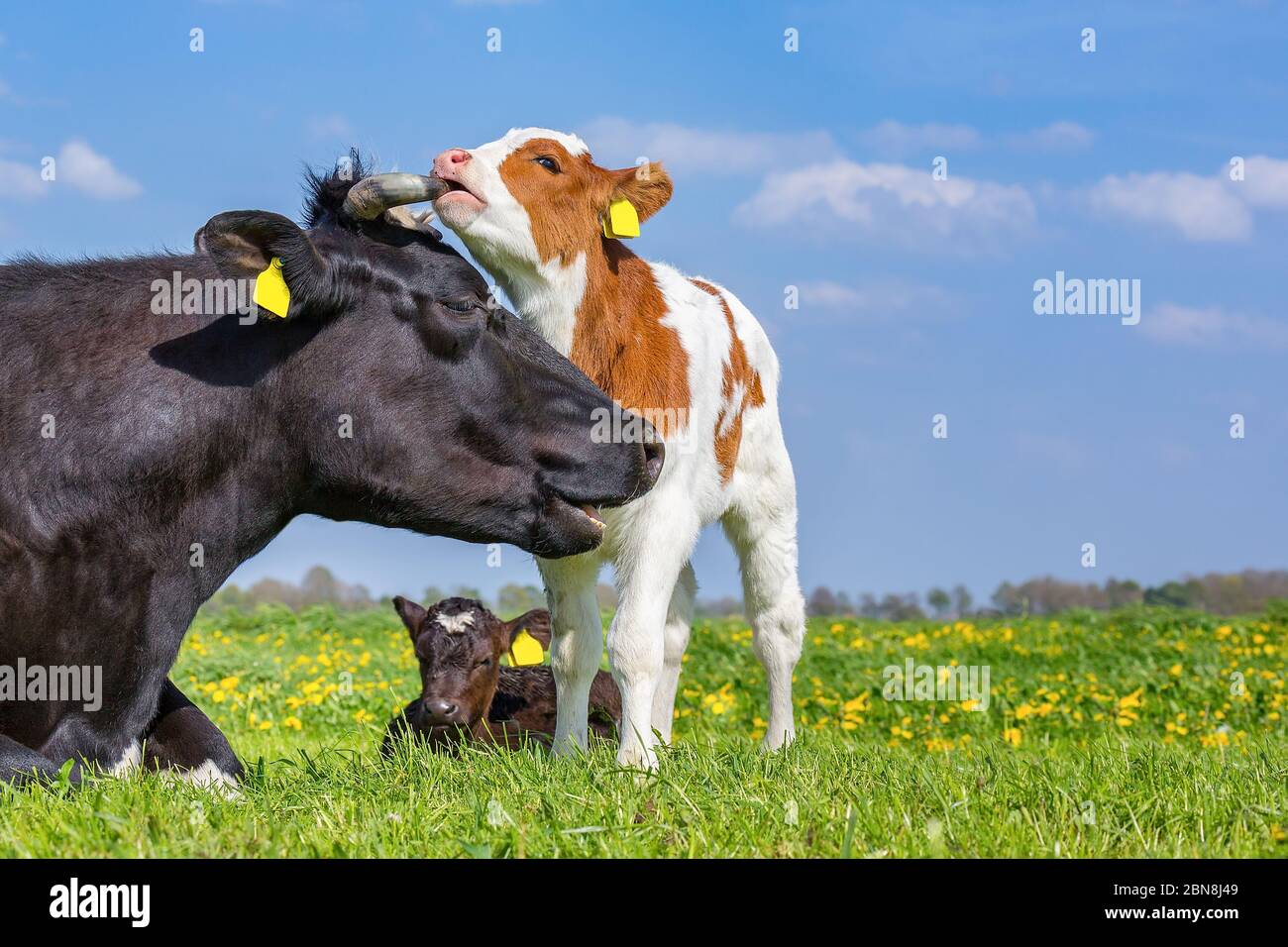 Mutterkuh und neugeborenes Kalb zusammen auf grüner holländischer Weide Stockfoto
