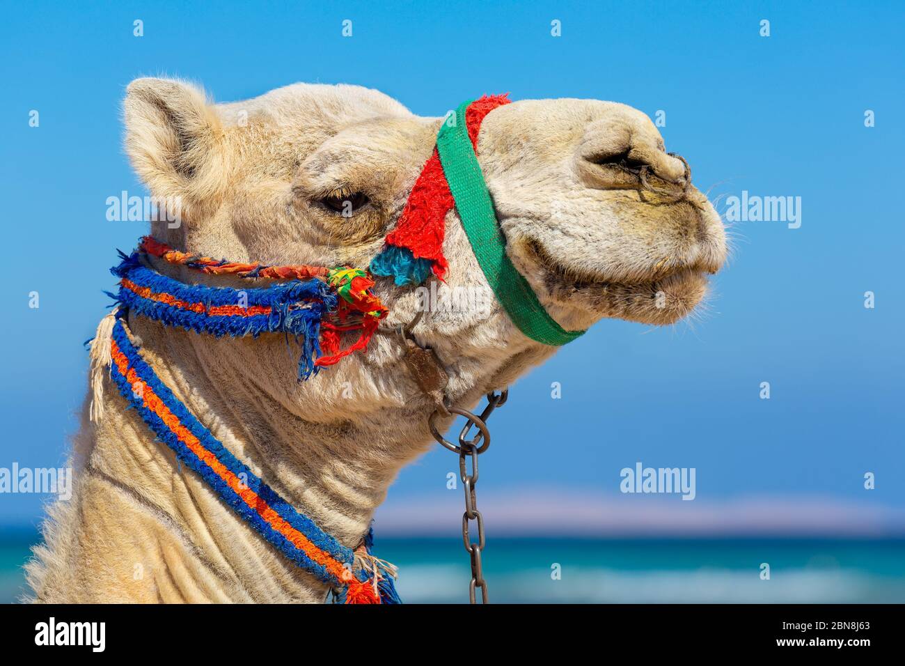 Portrait Kopf des Kamels mit bunten Kopf Kragen und blauen Himmel Stockfoto