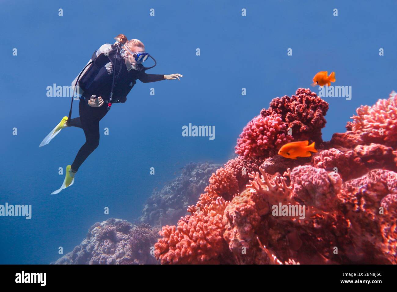 Taucherinnen schwimmen im blauen Meer in der Nähe von Korallenriff Stockfoto