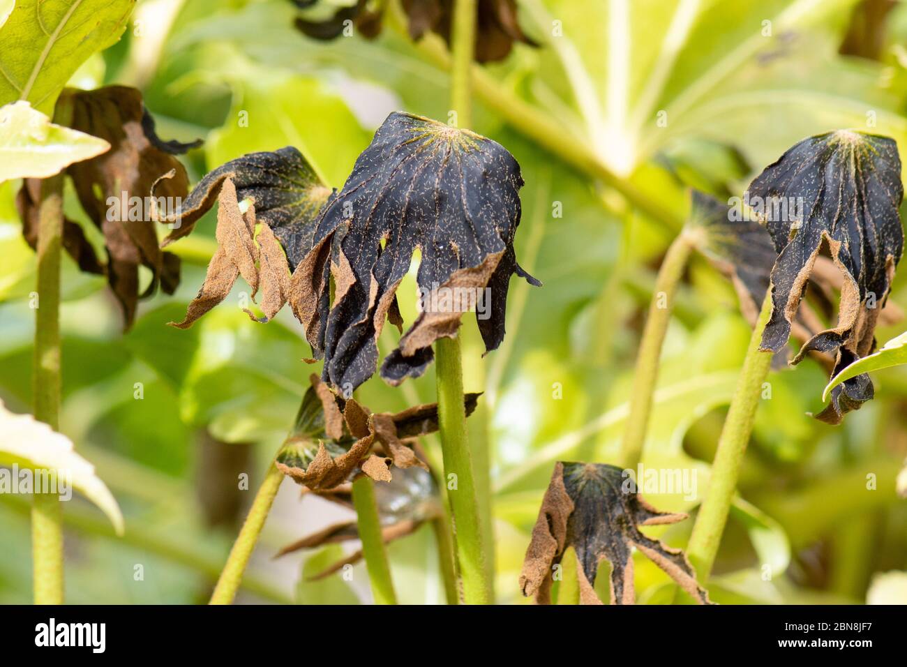 Frostschäden an dem, was frisch grün neues Wachstum auf fatsia japonica (falsche Rizinusöl) Pflanze - Schottland, Großbritannien Stockfoto