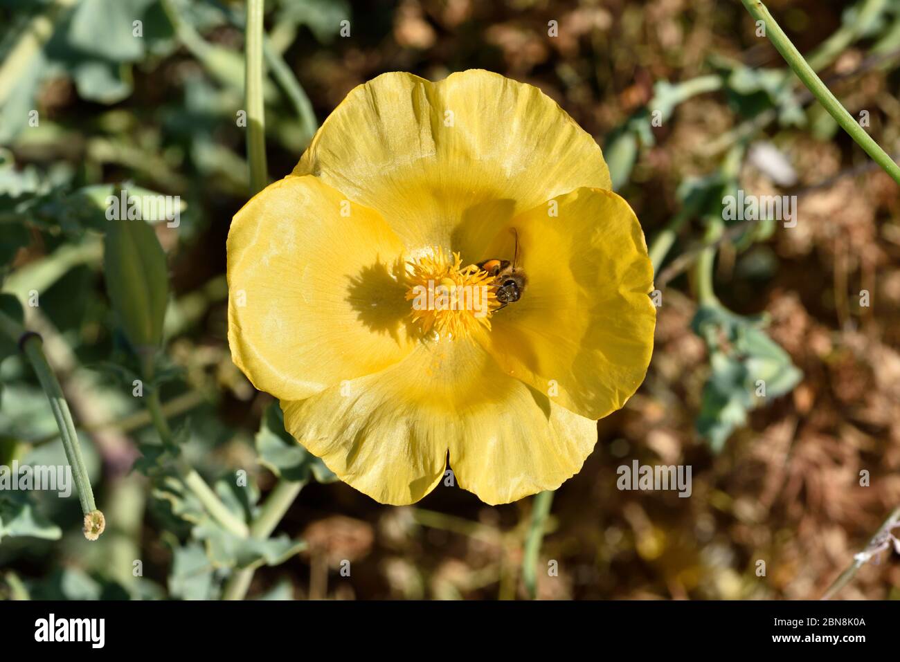 Gelber Hornmohn mit Biene Stockfoto