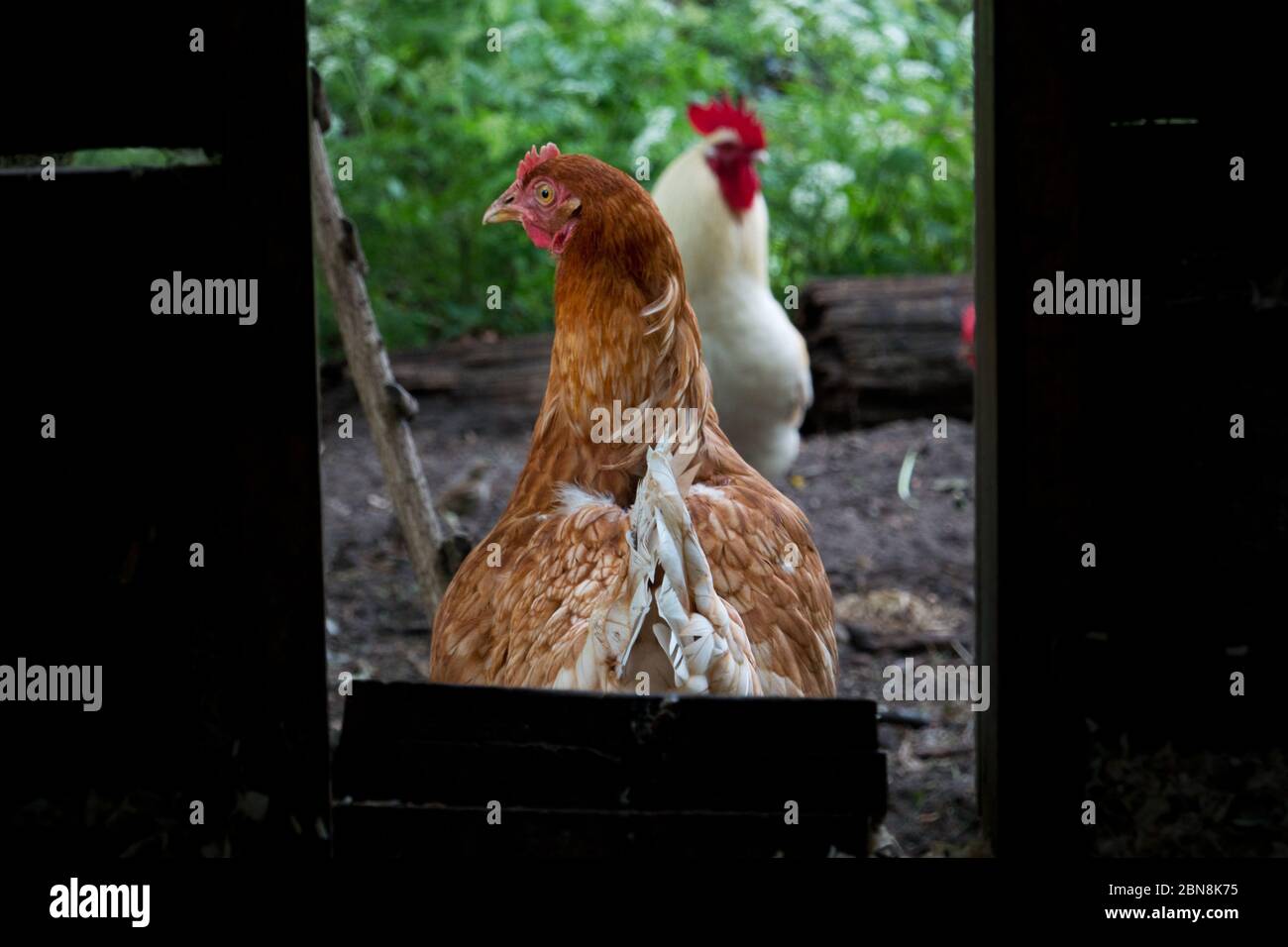 Durch die Tür des Hühnerstall auf ein braunes Huhn und einen weißen Hahn schauen Stockfoto