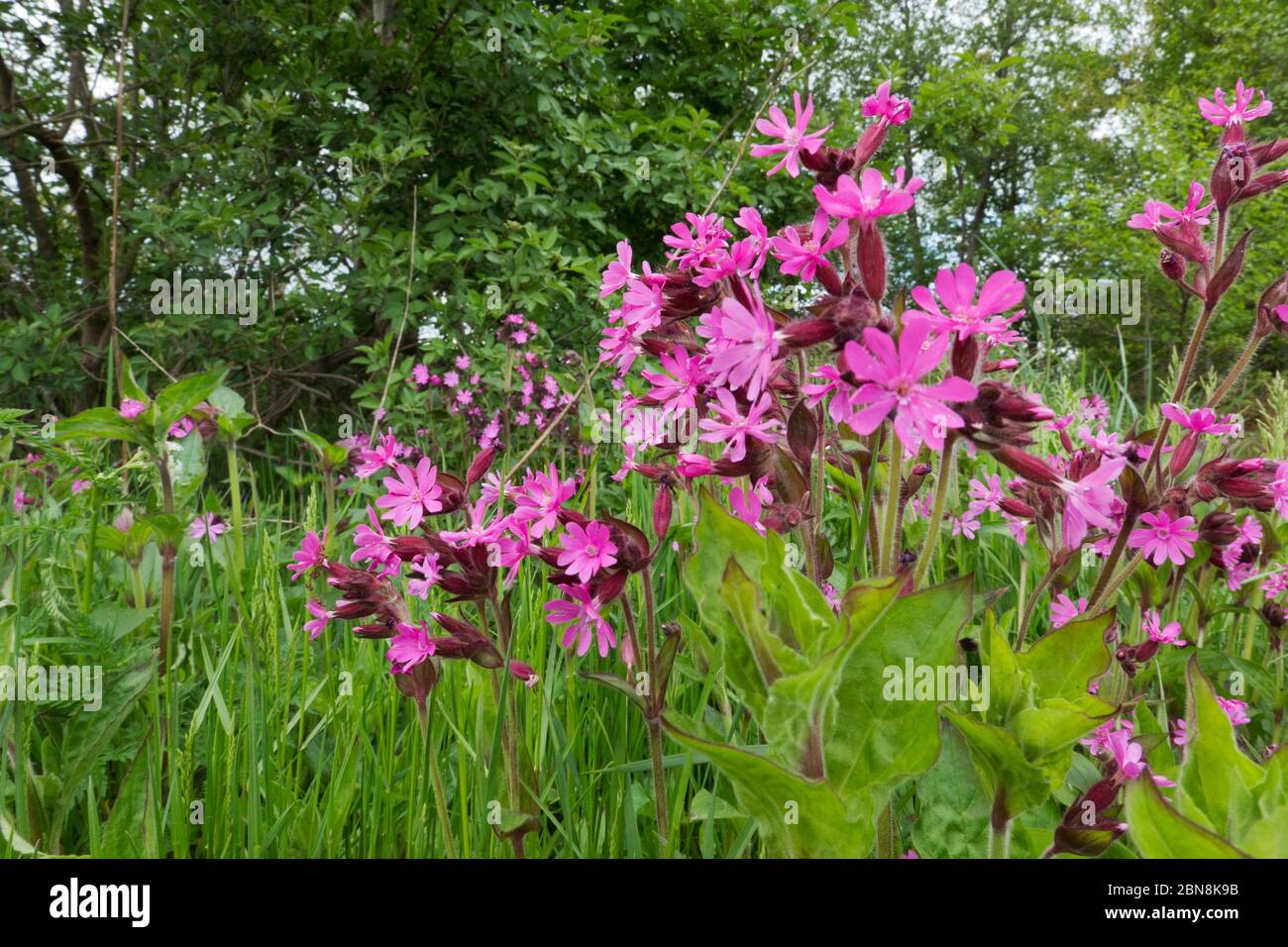 Schöne rosa Blüten von Red campion, auch bekannt als Red Catchfly Stockfoto