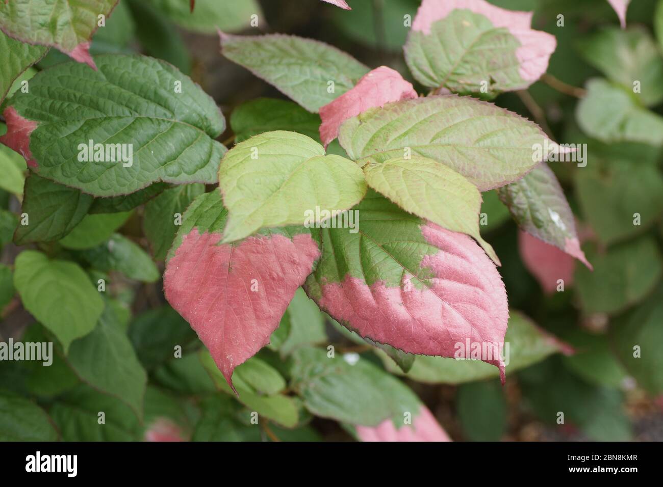 Schnitt-kolomikta Stockfoto