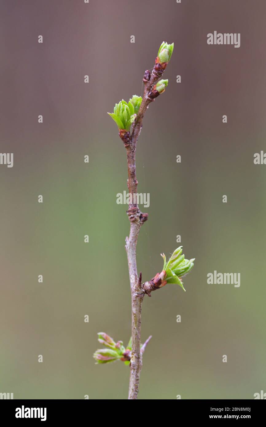 Larrabetzu, Bizkaia/Baskenland; 12. April 2016. Europäische Weißdorn (Crataegus monogyna) Knospen vor kurzem im Frühjahr geöffnet. Stockfoto