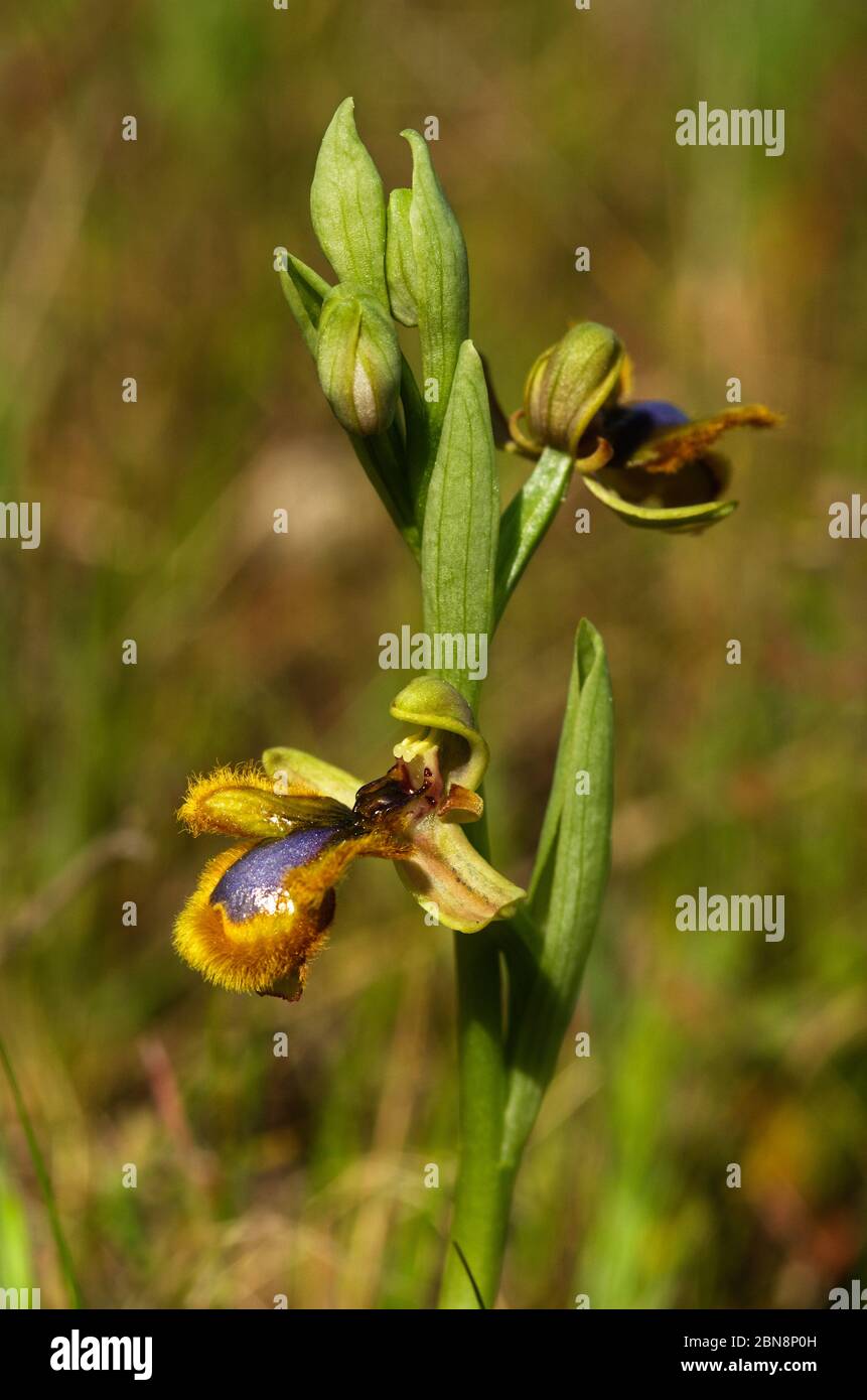 Wild Mirror Bee Orchidee (Ophrys speculum) Vielfalt von hellgelben Haaren. Zwei Blumen vor einem natürlichen Hintergrund, der nicht fokussiert ist. Elvas, Portugal. Stockfoto