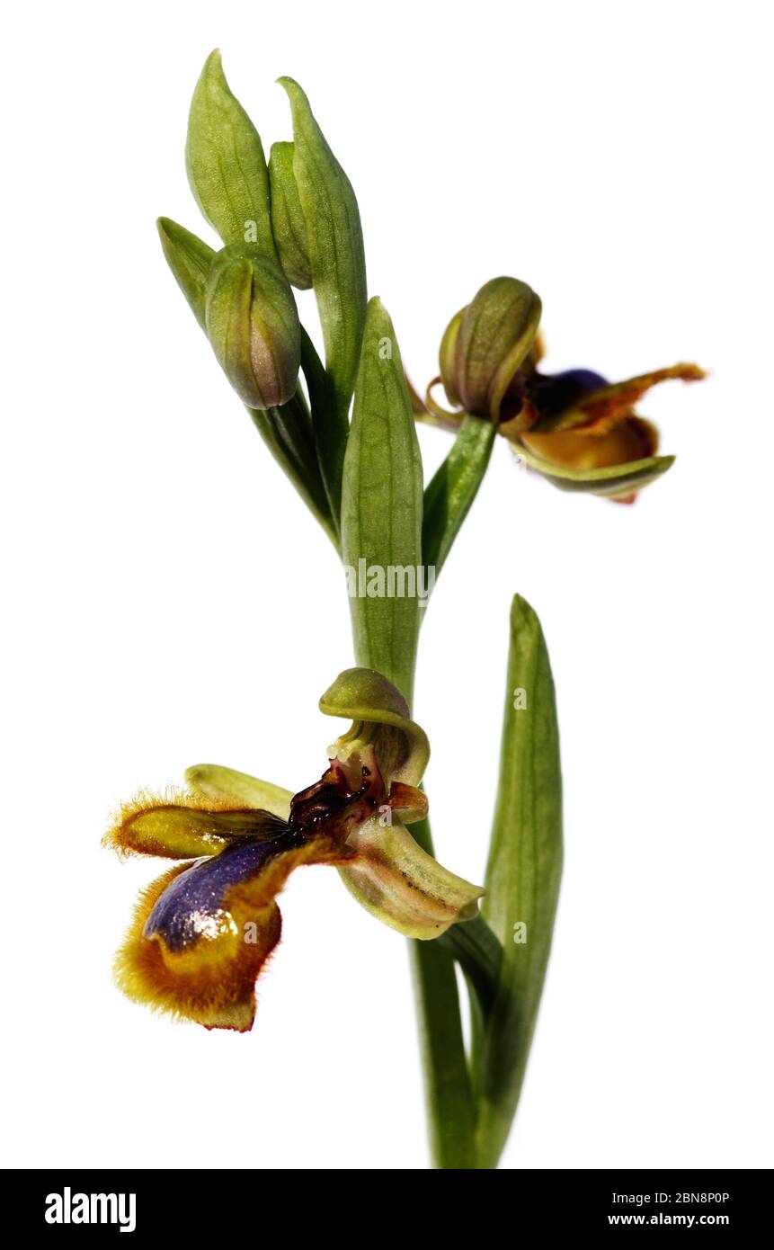 Wild Mirror Bee Orchidee (Ophrys speculum) Vielfalt von hellgelben Haaren. Zwei Blüten isoliert vor einem weißen Hintergrund. Elvas, Portugal. Stockfoto
