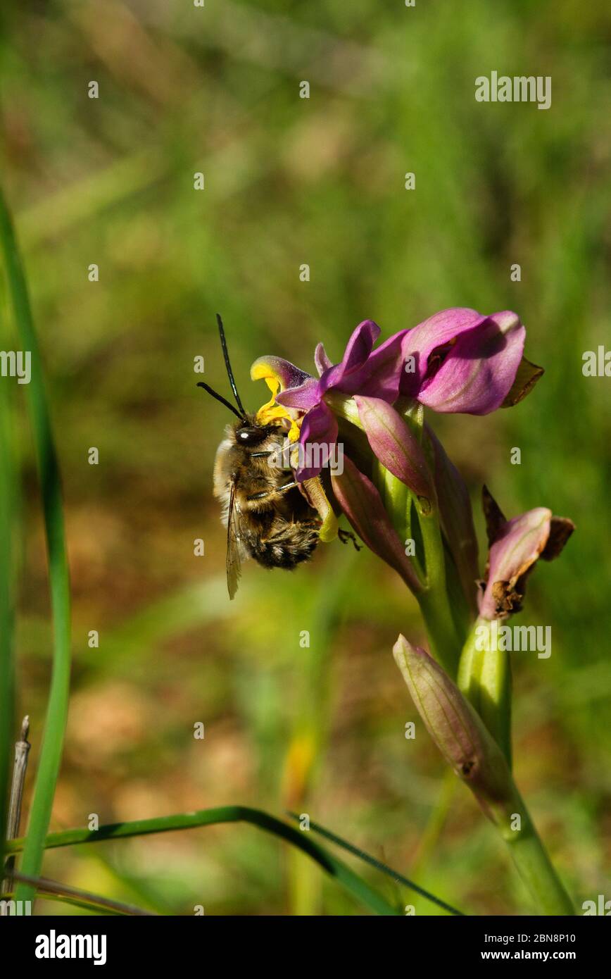 Männliche Wildbiene Eucera nigrilabris bestäubt eine wilde Waokcock Orchidee (Ophrys tenthredinifera) aus einer lateralen Perspektive. Elvas, Portugal. Stockfoto