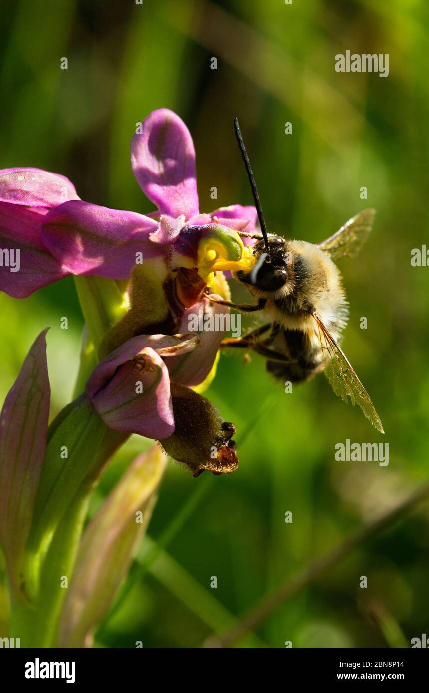 Männliche Wildbiene Eucera nigrilabris hängt an einer wilden Waokcock-Orchidee (Ophrys tenthredinifera) und bestäubt sie aus vertikaler Perspektive. Elvas, P. Stockfoto