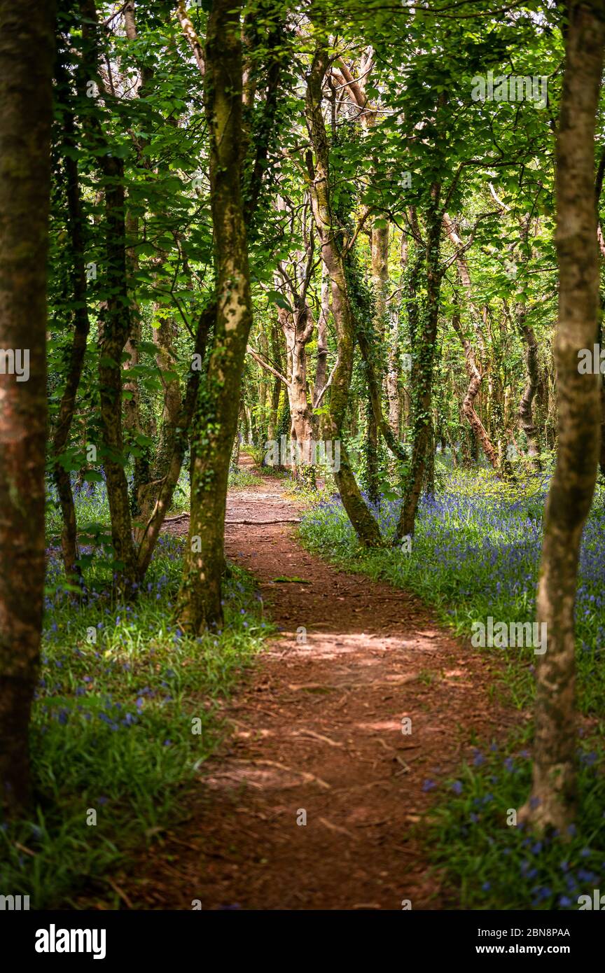 Bluebell Wald Szene Stockfoto